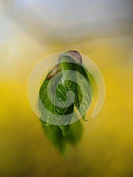 Wiosenna kolory miasta photo